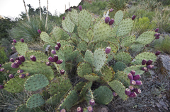 Opuntia valida