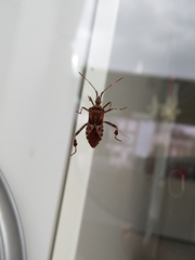 Leptoglossus occidentalis
