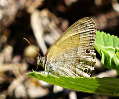 Pharneuptychia phares