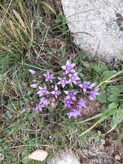 Gentianella anisodonta