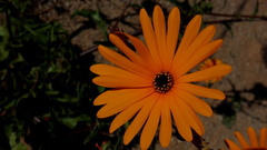 Osteospermum amplectens