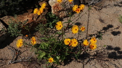 Osteospermum amplectens