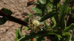 Osteospermum amplectens