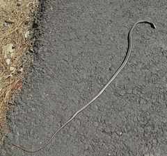 Masticophis lateralis