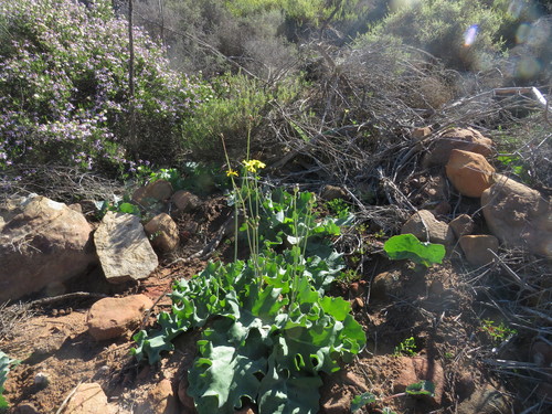 Image of Stalked Babooncabbage (Othonna petiolaris) by (c) James Deacon, some rights reserved (CC BY-SA)