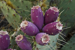 Opuntia valida