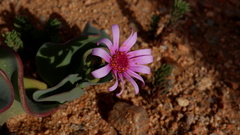 Othonna lilacina