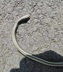 Masticophis lateralis