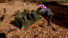 Othonna lilacina