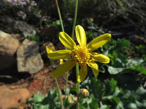 Othonna petiolaris