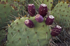 Opuntia valida