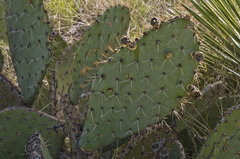 Opuntia valida