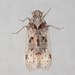 Melanoliarus aridus - Photo (c) Victor Engel, μερικά δικαιώματα διατηρούνται (CC BY), uploaded by Victor Engel