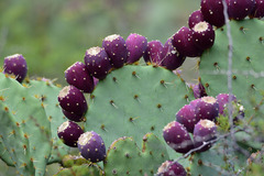 Opuntia discata