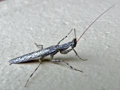 Nothogalepsus planivertex