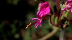 Pelargonium incrassatum