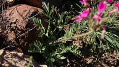 Pelargonium incrassatum