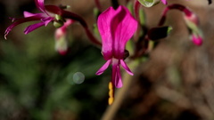 Pelargonium incrassatum