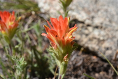 Castilleja applegatei breweri