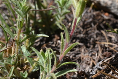 Castilleja applegatei breweri