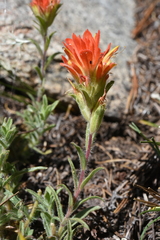 Castilleja applegatei breweri