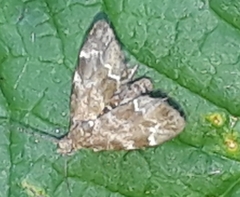 Anthophila fabriciana