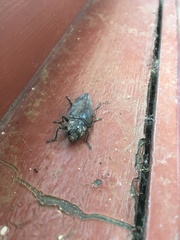 Chalcophora detrita