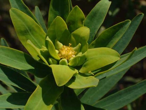 Tree spurge
