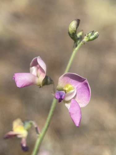 Slimleaf bean (Phaseolus angustissimus)