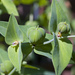 Euphorbia lathyris - Photo (c) Snorski,  זכויות יוצרים חלקיות (CC BY)
