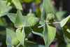Caper Spurge - Photo (c) Snorski, some rights reserved (CC BY)