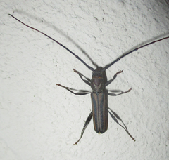 Xystrocera dispar