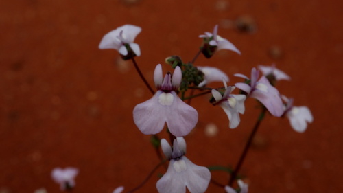 Nemesia saccata