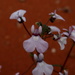 Nemesia saccata - Photo (c) Gawie Malan, some rights reserved (CC BY-NC), uploaded by Gawie Malan