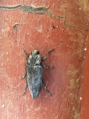 Chalcophora detrita