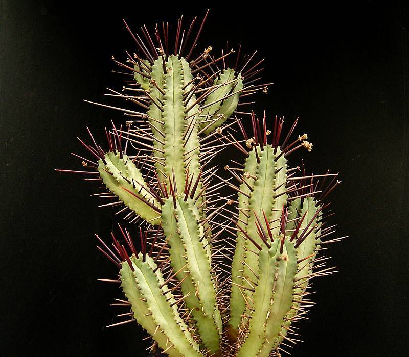 Euphorbia pentagona