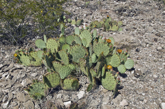 Opuntia cyclodes