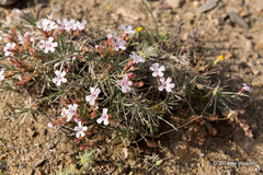 Acantholimon caryophyllaceum