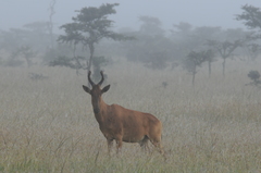 Alcelaphus buselaphus lelwel