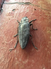 Chalcophora detrita