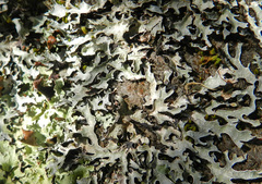 Parmeliopsis subambigua