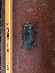 Chalcophora detrita