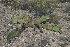 Opuntia cyclodes
