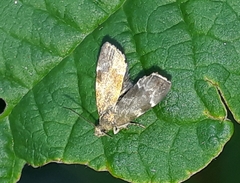 Anthophila fabriciana