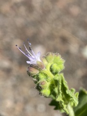 Phacelia serrata
