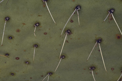 Opuntia cyclodes