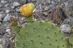 Opuntia cyclodes