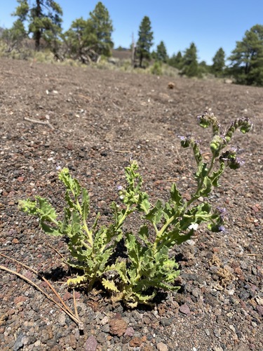 Saw phacelia (Phacelia serrata)