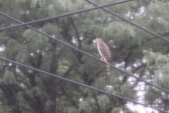 Accipiter cooperii
