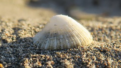 Emarginula striatula